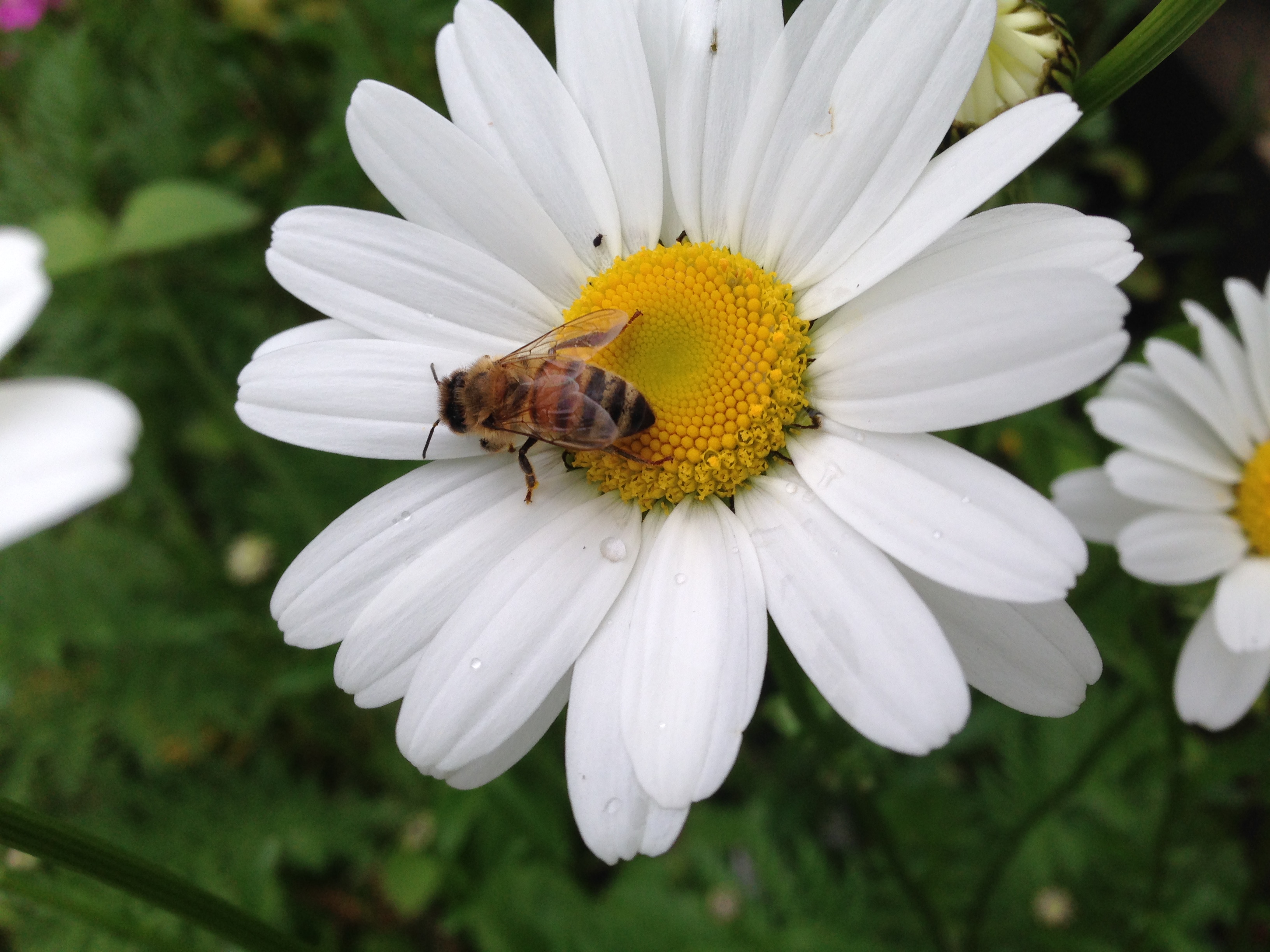 Bee-hind the scenes with the Manchester & District Beekeepers’ Association